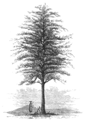 Larch Tree.