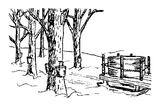 making maple syrup coloring pages - photo #6