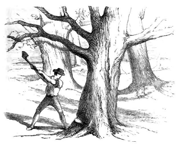 Где он его рубил. Рубит дерево. Человек срубает дерево. Рубят дерево иллюстрация. Дровосек рубит дерево.